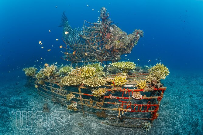 Try Dive Program in the Biorock Pemuteran - What this Pemuteran program actually gives you