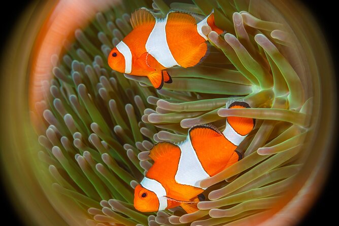 Try Dive Program in the Biorock Pemuteran - Why the pool session is the smart part