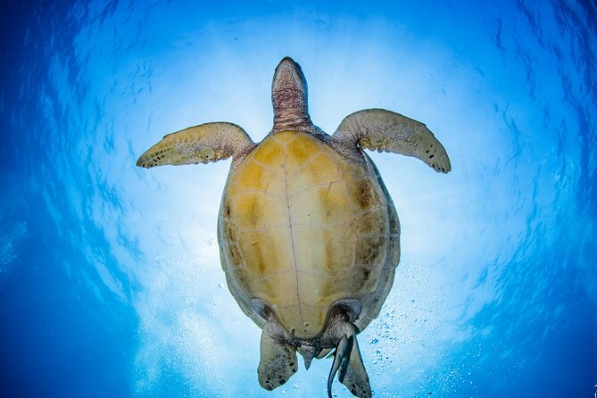 Try Dive Program in the Biorock Pemuteran - What the $51.67 price includes