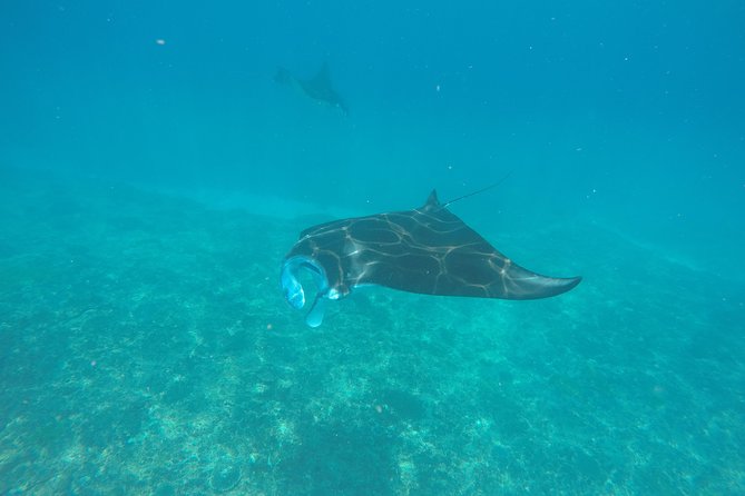 Try Diving in Manta Point - Nusa Penida - Key points at a glance