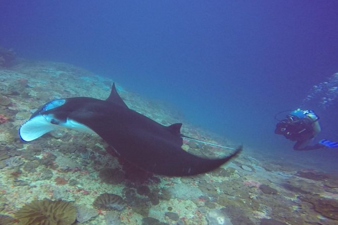 Try Diving in Manta Point - Nusa Penida - Why this is a strong first scuba experience