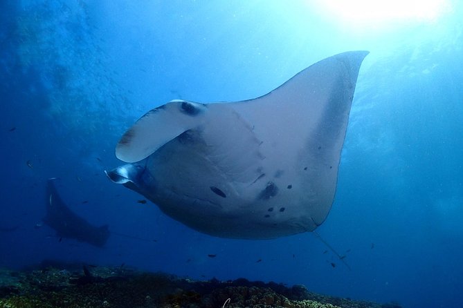 Try Diving in Manta Point - Nusa Penida - From the 9 AM departure to Nusa Penida