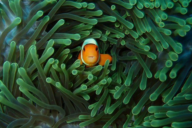 Try Diving in Nusa Lembongan - Penida. For beginners (with 2 ocean dives) - The 8:00 am start begins with paperwork and a pool session