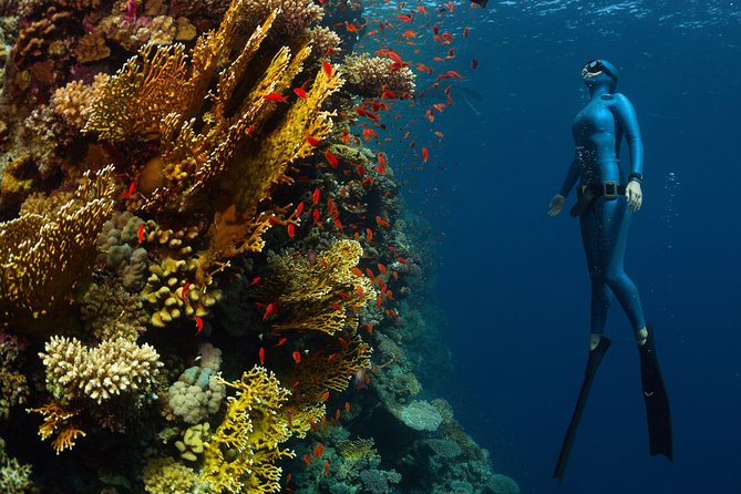 Try Freediving on Nusa Penida - The marine-life ethic matters around Nusa Penida