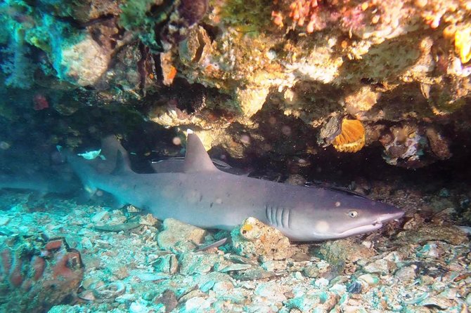 Try Scuba Diving at Padang Bai - Booking, cancellation, and practical planning