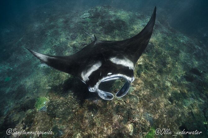 Try Scuba Diving for Beginners with manta rays (Non - Certified) - Starting at Sanctum Dive Center