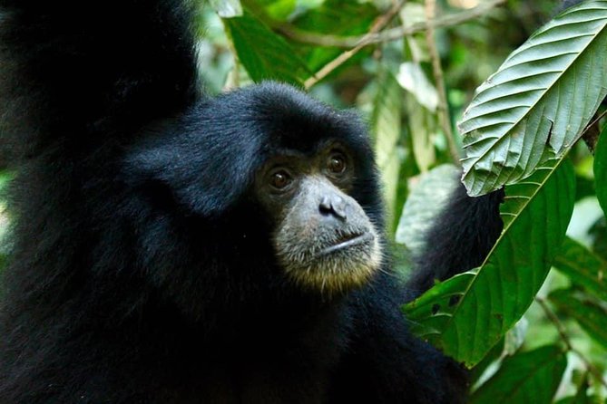 Two days orangutans adventure in Gunung Leuser - Looking for orangutans in the forest