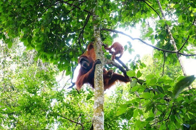 Two days orangutans adventure in Gunung Leuser - Waterfalls and breakfast on the second morning