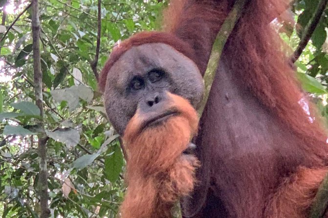 Two days orangutans adventure in Gunung Leuser - The guide makes a real difference