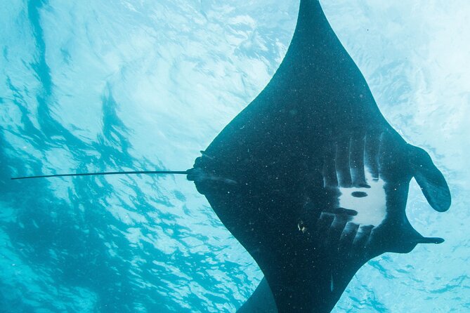Two fun dives morning trip (Certified Divers only) - Why this Nusa Penida morning trip works well