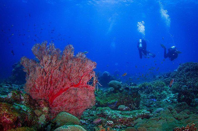 Two fun dives morning trip (Certified Divers only) - The small-group format and guide support
