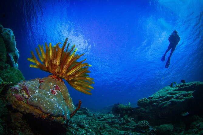 Two fun dives morning trip (Certified Divers only) - Is $140.87 a fair price?