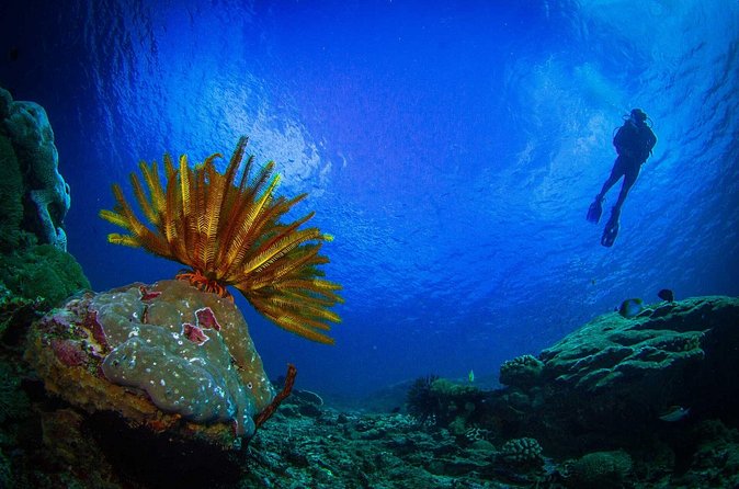 Two fun dives morning trip (Certified Divers only) - Who should book this experience?