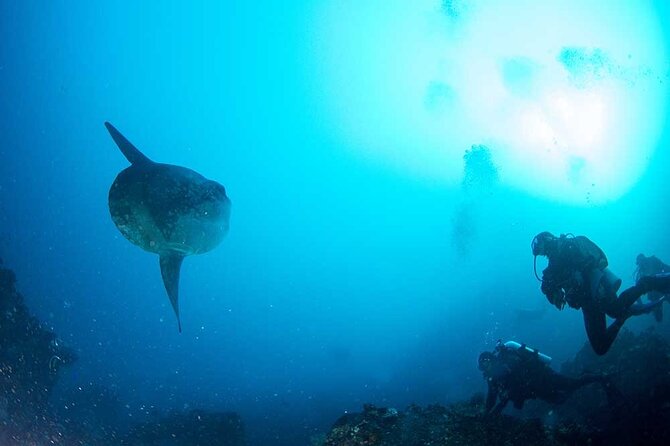 Two fun dives morning trip (Certified Divers only) - Four hours on the boat, two sessions underwater