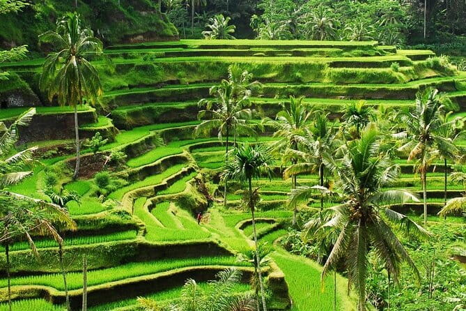 Ubud 1 Day Tour (Private & All-Inclusive) - Who will get the most from this Ubud day