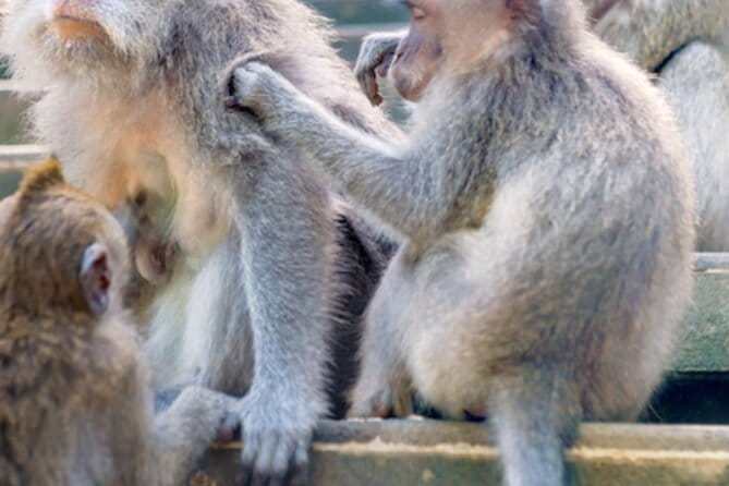 Ubud 1 Day Tour (Private & All-Inclusive) - Sacred Monkey Forest combines animals and old Balinese spaces
