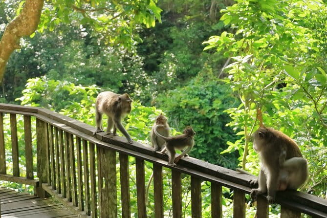 Ubud All-Inclusive Tour with Swing and Lunch - Tegalalang Rice Terrace and traditional irrigation