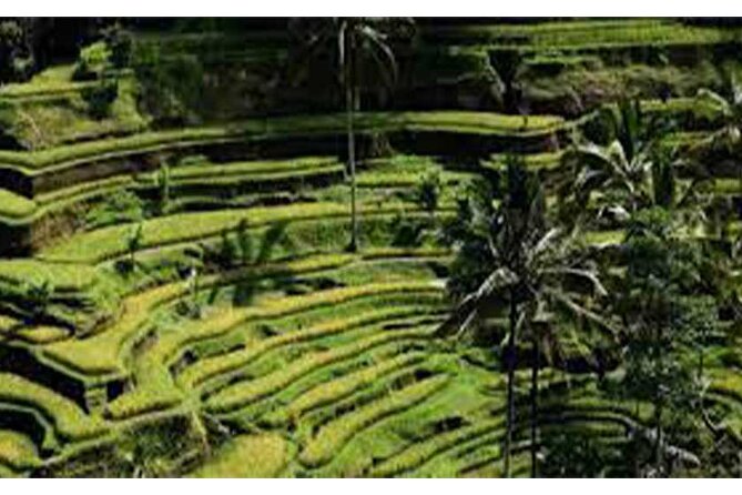 Ubud ATV Quad Bike, Monkey Forest and Rice Terrace - What this $32 Bali day actually gives you