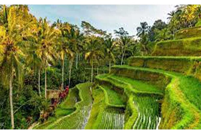 Ubud ATV Quad Bike, Monkey Forest and Rice Terrace - The two-hour ATV route through Bali’s countryside