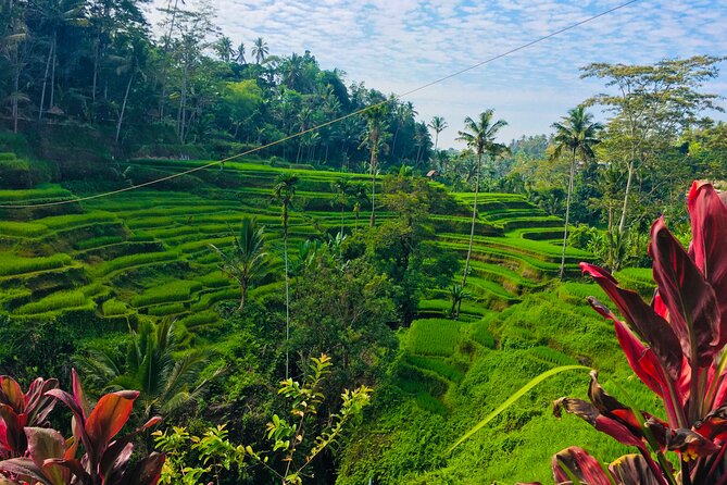 Ubud Best Tour - Tegalalang Rice Terrace: the scenic centerpiece
