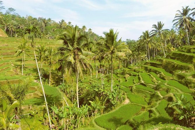 Ubud Combine Mount Batur Kintamani Tour - Tegalalang Rice Terrace closes the scenic route