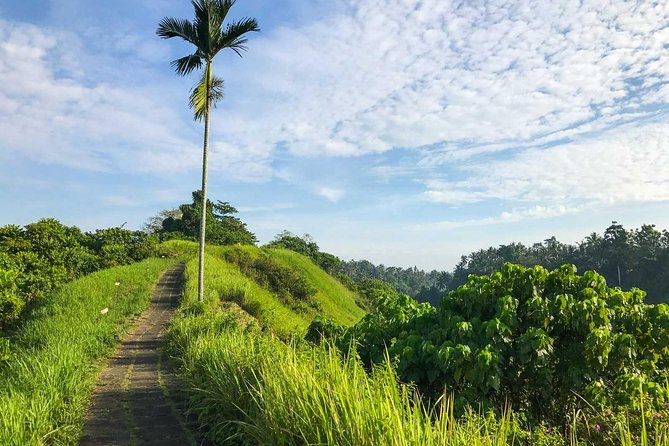 Ubud Countryside Tour: Campuhan Ridge Walk and Rice Terrace - What this Ubud day tour is really like