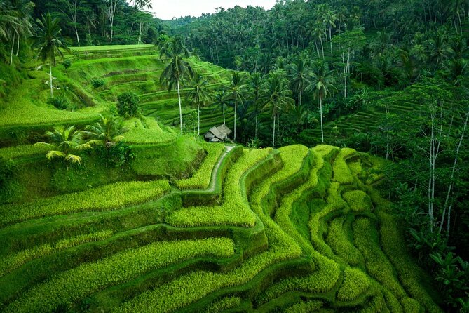 Ubud Countryside Tour: Campuhan Ridge Walk and Rice Terrace - Tirta Empul, where water and worship meet