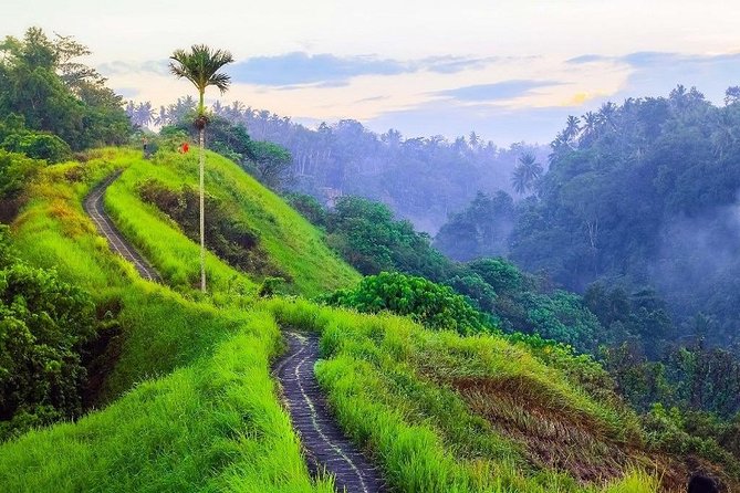 Ubud Countryside Tour: Campuhan Ridge Walk and Rice Terrace - Transport, guides, and the value of going private
