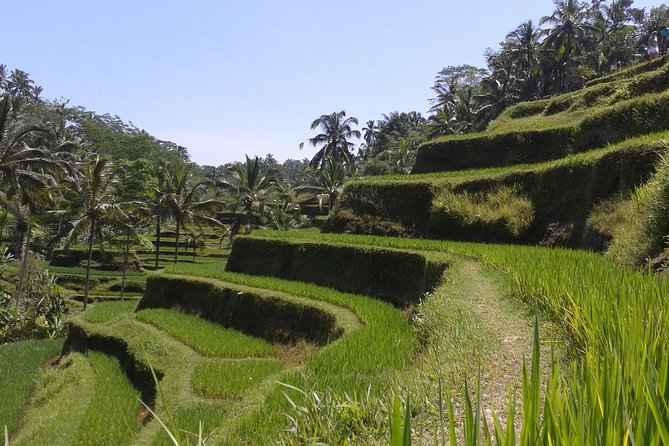 Ubud Cultural Day Tour: A Day for Balinese Cultural Experience - Photographing the Tegalalang Rice Terrace