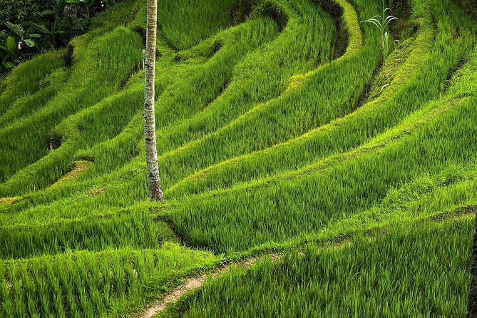 Ubud Cultural Day Tour: A Day for Balinese Cultural Experience - Entering the ancient Goa Gajah cave
