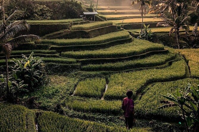 Ubud Customized Full Day Tour - Visit Most favorite In Ubud - Kanto Lampo Waterfall: a photogenic two-hour stop