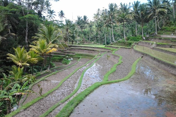 Ubud Customized Private Tour - Tegalalang Rice Terrace explains Bali’s farming system