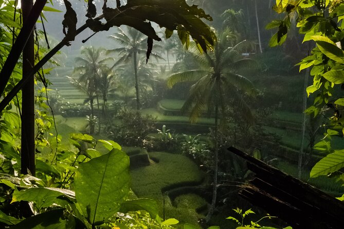 Ubud Day Tour - Top Things to do in Ubud + Local Ubud Guide - Walking the Tegalalang Rice Terrace