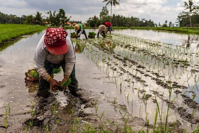 Ubud: Downhill Cycling with Volcano, Rice Terraces and Meal - Pickup, price, and what you really get