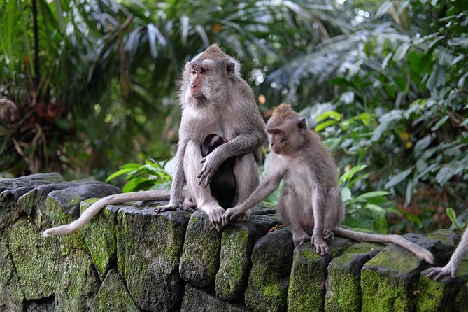 Ubud Experience ; Swing, Waterfalls, Art Market, Rice Terrace - Why this private Ubud route works well from Kuta