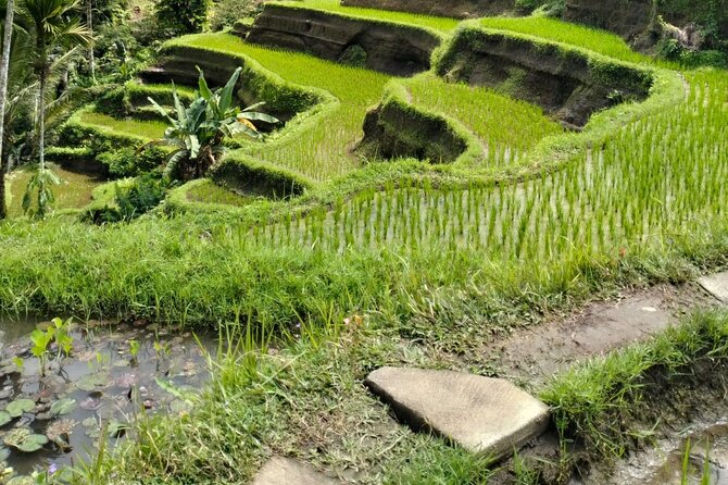 Ubud Explorer Private Day Tour - Tegalalang Rice Terrace in one focused hour