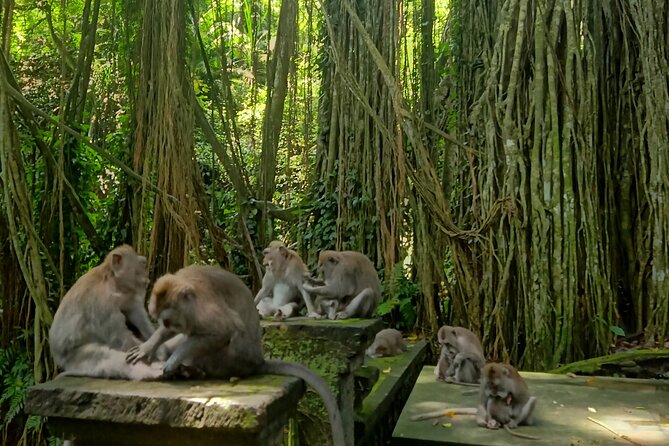 Ubud Guided Tour Monkey Forest, Waterfall, Temple & Rice Terrace. - Monkey Forest: macaques in a tropical setting