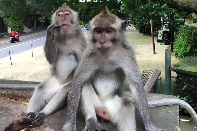 Ubud Highlights Rice Terraces, Temple, Waterfall & Monkeys forest - Satria Agrowisata and traditional coffee tasting