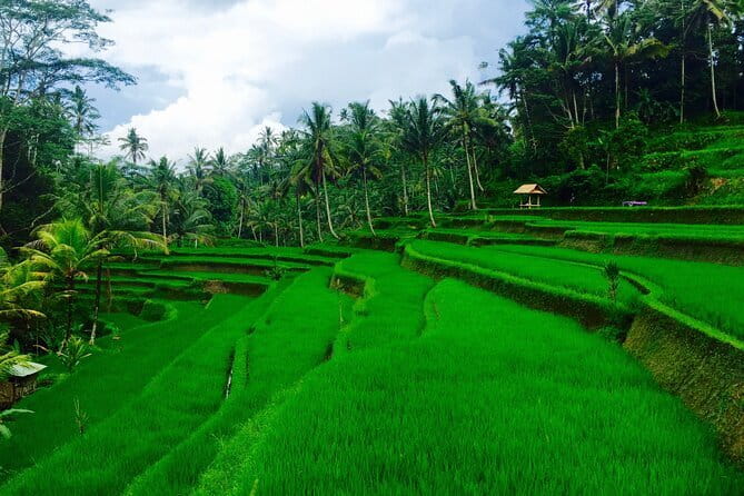 Ubud Highlights Tour ( Private All-Inclusive ) - Why this private Ubud tour works well