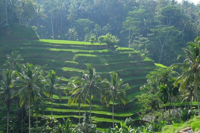 Ubud Highlights Tour ( Private All-Inclusive ) - Transport, timing, and what the price includes