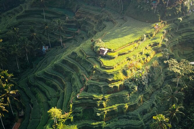 Ubud Iconic Full Day Tour Monkey Forest Rice Terraces Waterfalls ...