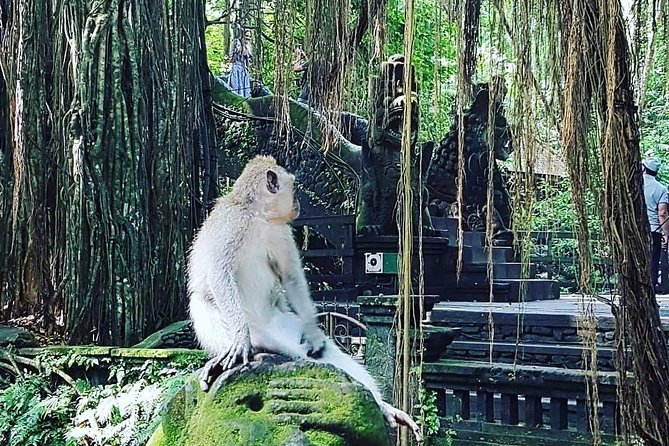 Ubud iconic waterfall and temple tours - Tegalalang Rice Terrace: views, walking, and optional add-ons