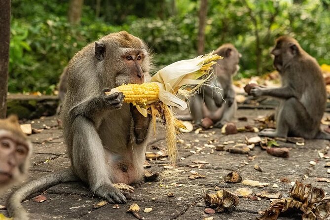 Ubud Monkey Forest - Rice Terrace - Jungle Swing - Water Temple - Why This Private Ubud Day Works