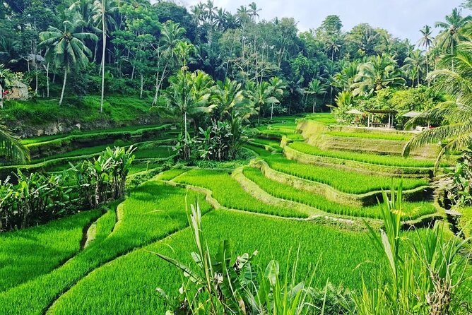 Ubud Monkey Forest - Rice Terrace - Jungle Swing - Water Temple - Tegalalang Rice Terrace and the Meaning of the View