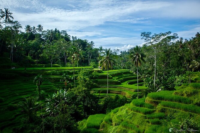 Ubud Monkey Forest - Rice Terrace - Jungle Swing - Water Temple - Tegenungan Waterfall and the Freshwater Pool