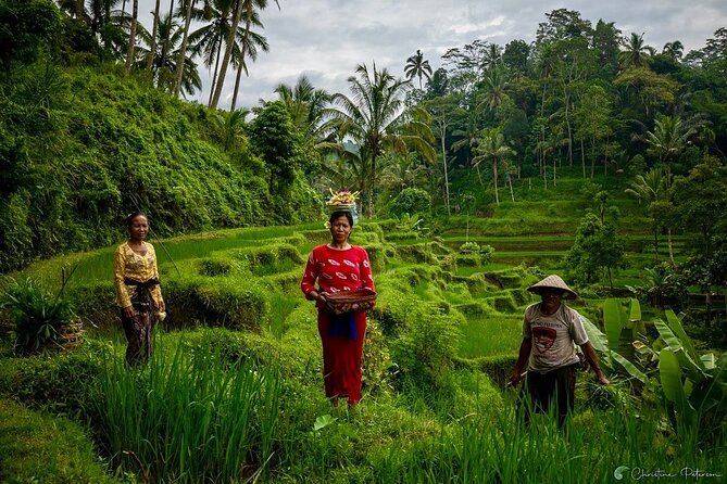 Ubud Monkey Forest - Rice Terrace - Jungle Swing - Water Temple - Tirta Empul Temple and Bali’s Holy Water