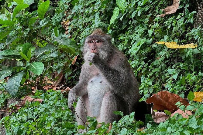 Ubud Monkey Forest - Rice Terrace - Jungle Swing - Water Temple - Pickup From Kuta and the Long Road Inland