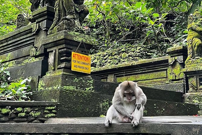 Ubud Monkey Forest, Rice Terrace & Tirta Empul Temple Tour - The Ubud Jungle Swing: a separate-cost photo stop