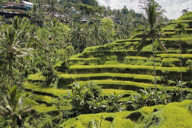 Ubud Monkey Forest, Rice Terrace & Tirta Empul Temple Tour - Sacred Monkey Forest: two hours among macaques