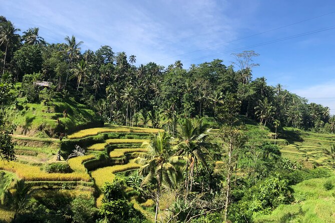 Ubud : Monkey Forest, Rice Terrace, Waterfall, Swing - Tegalalang Rice Terrace and the value of an early start